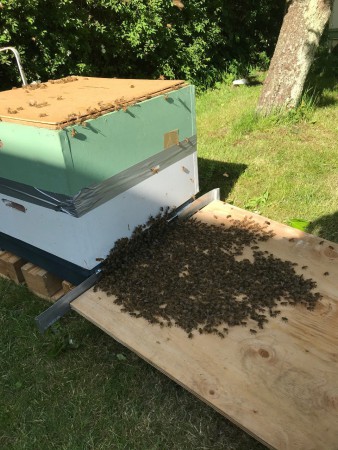 En av svärmarna är på väg in i kupan.